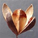  Dehisced fruits